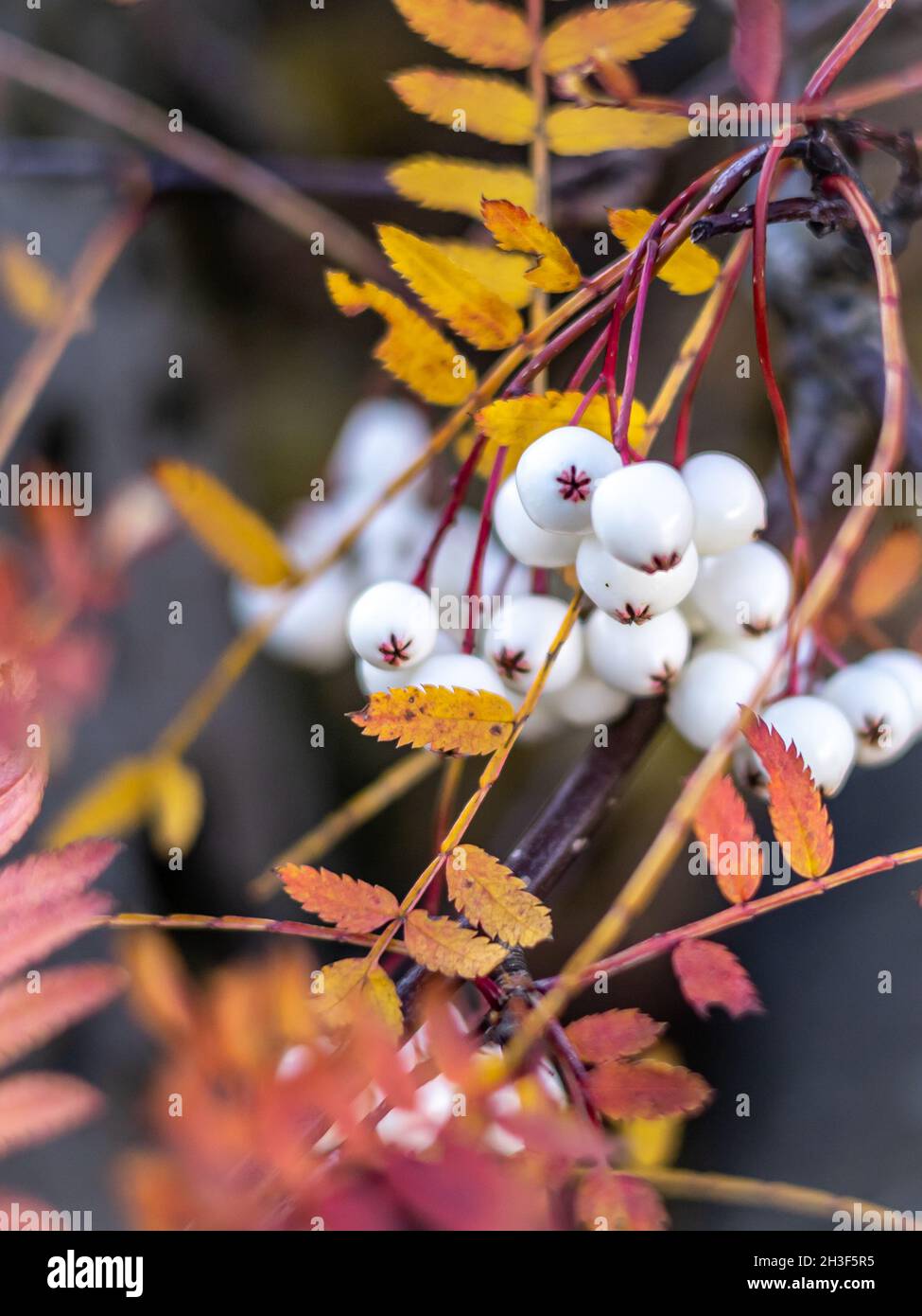 Kashmir rowan tree white berries and colourful leaves in autumn. Stock Photo
