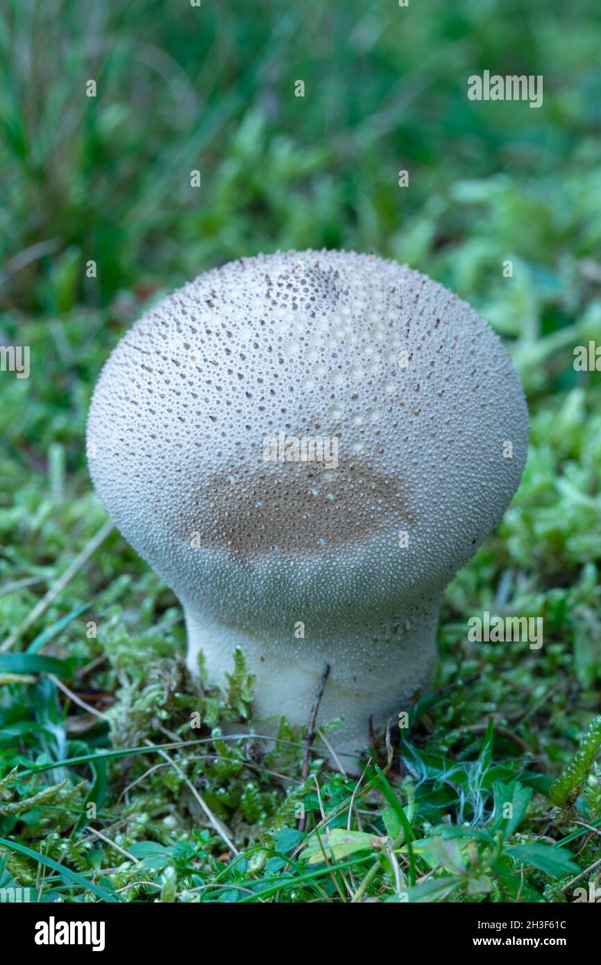 White fungus Stock Photo