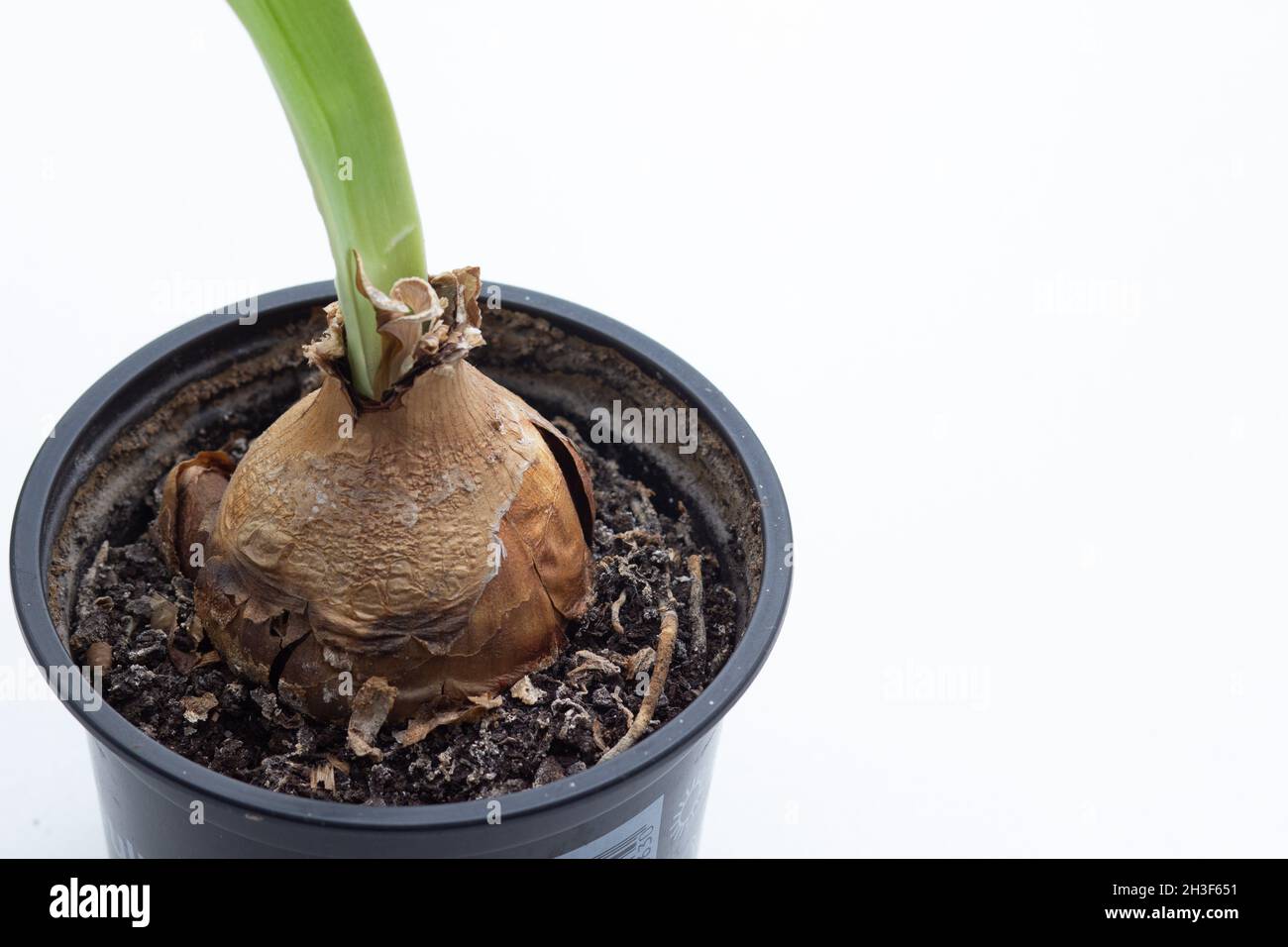 Closeup dry bulbs of Amaryllis or hippeastrum before winter storing on white background Stock
