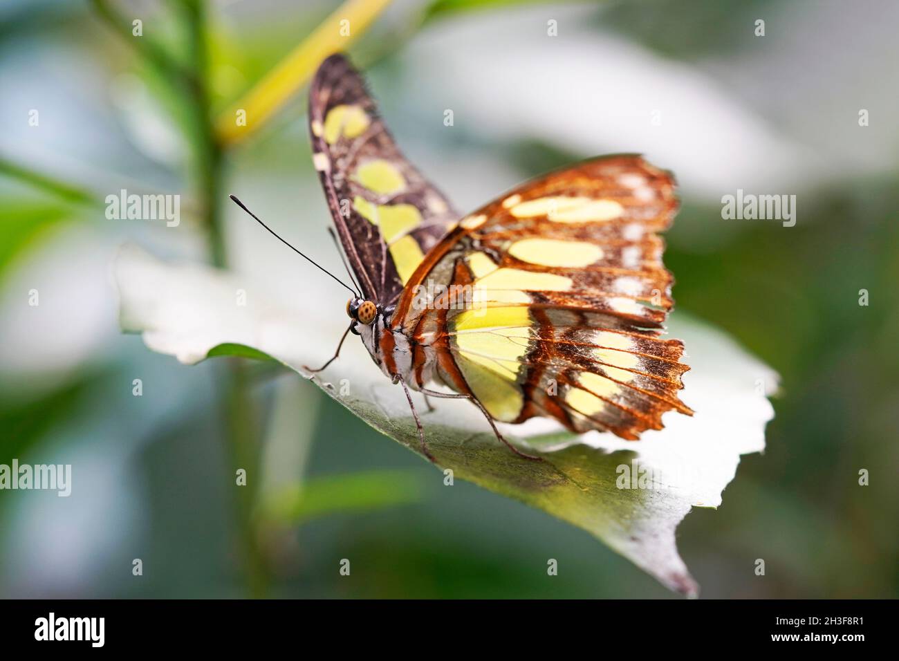 Malachite butterfly. Insect in a detailed close-up. Tropical butterfly. Rare butterfly species. Siproeta stelenes. Stock Photo