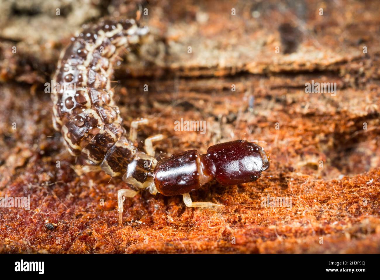Snakefly larvae Stock Photo