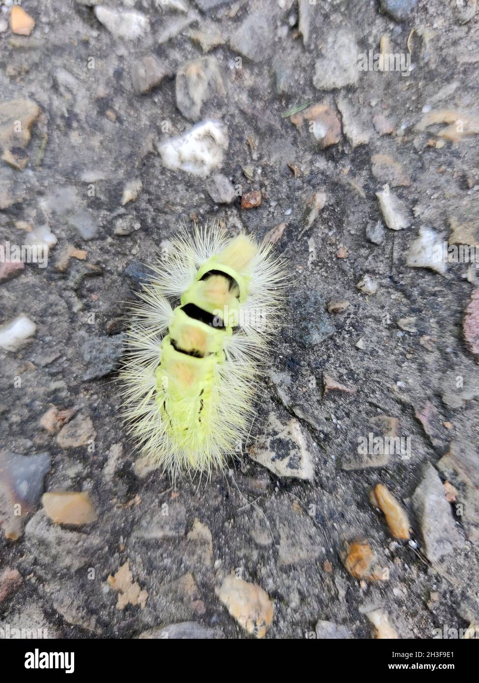 Vertical shot of Larch tussock moth on the ground Stock Photo