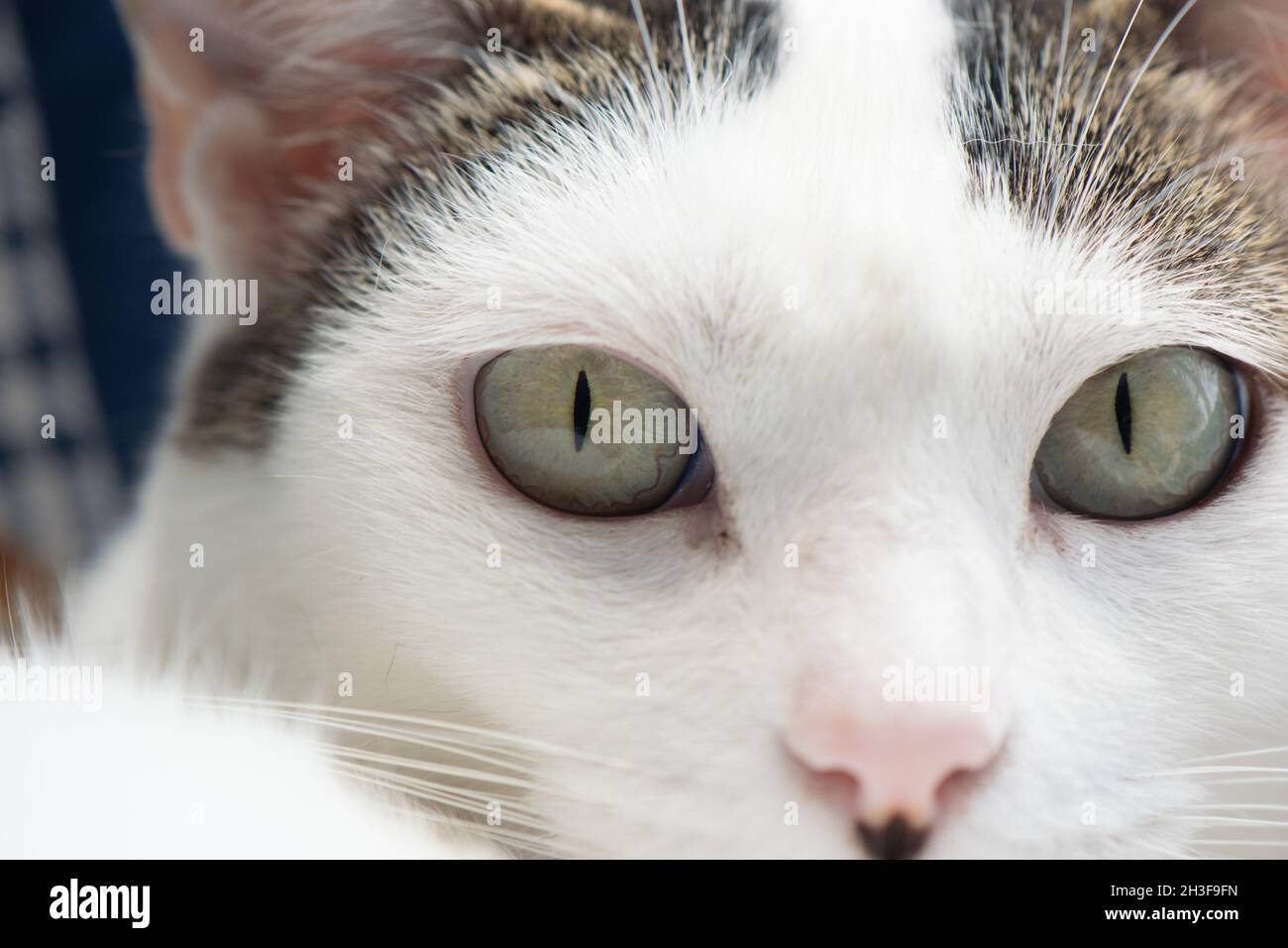 Cat Eyes Close up Stock Photo Alamy