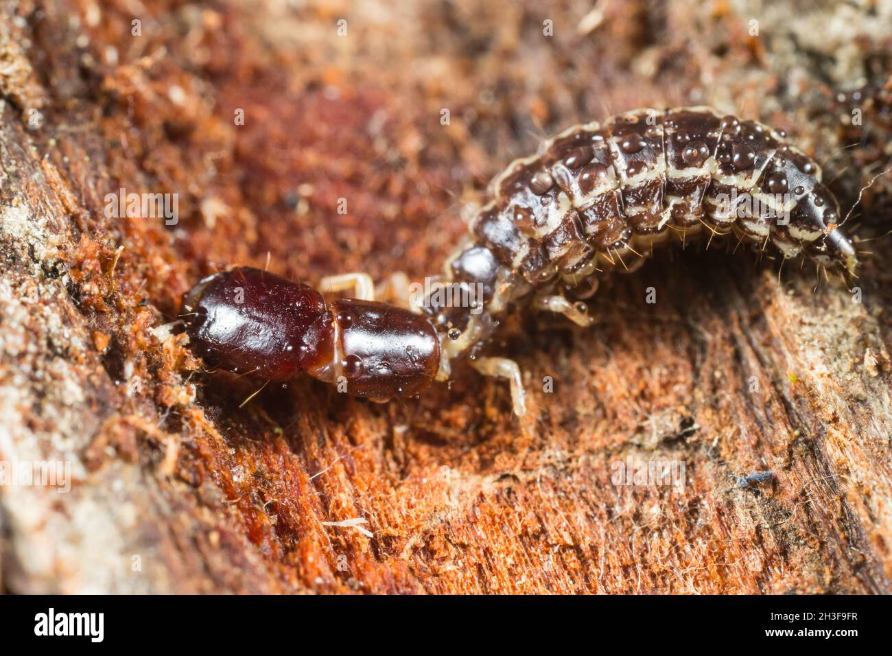 Snakefly larvae Stock Photo