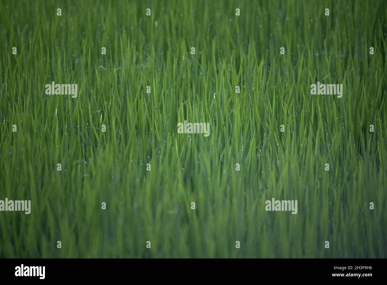 Closeup shot field grass hi-res stock photography and images - Alamy