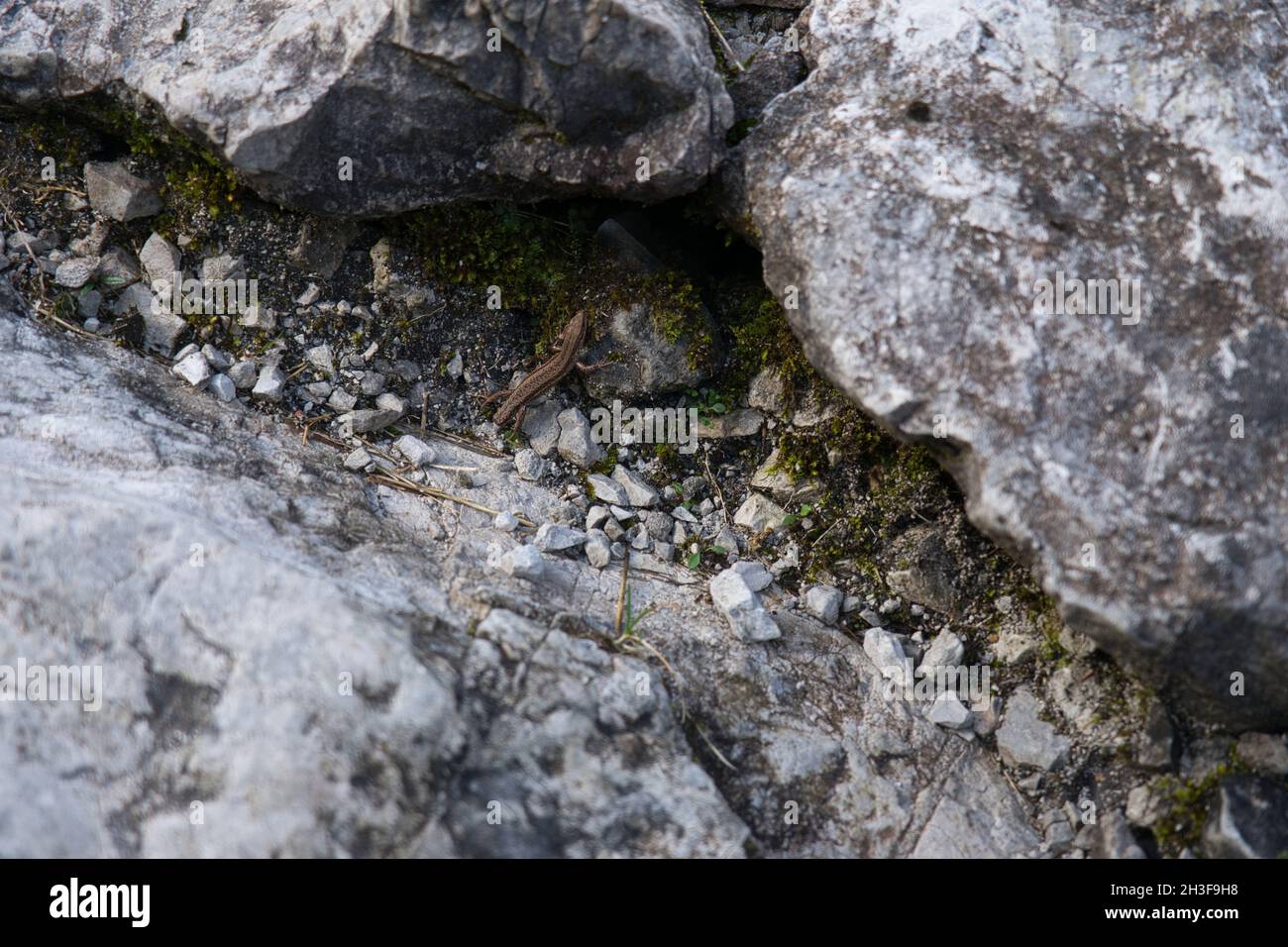 Closeup shot of a lizard among the stones Stock Photo