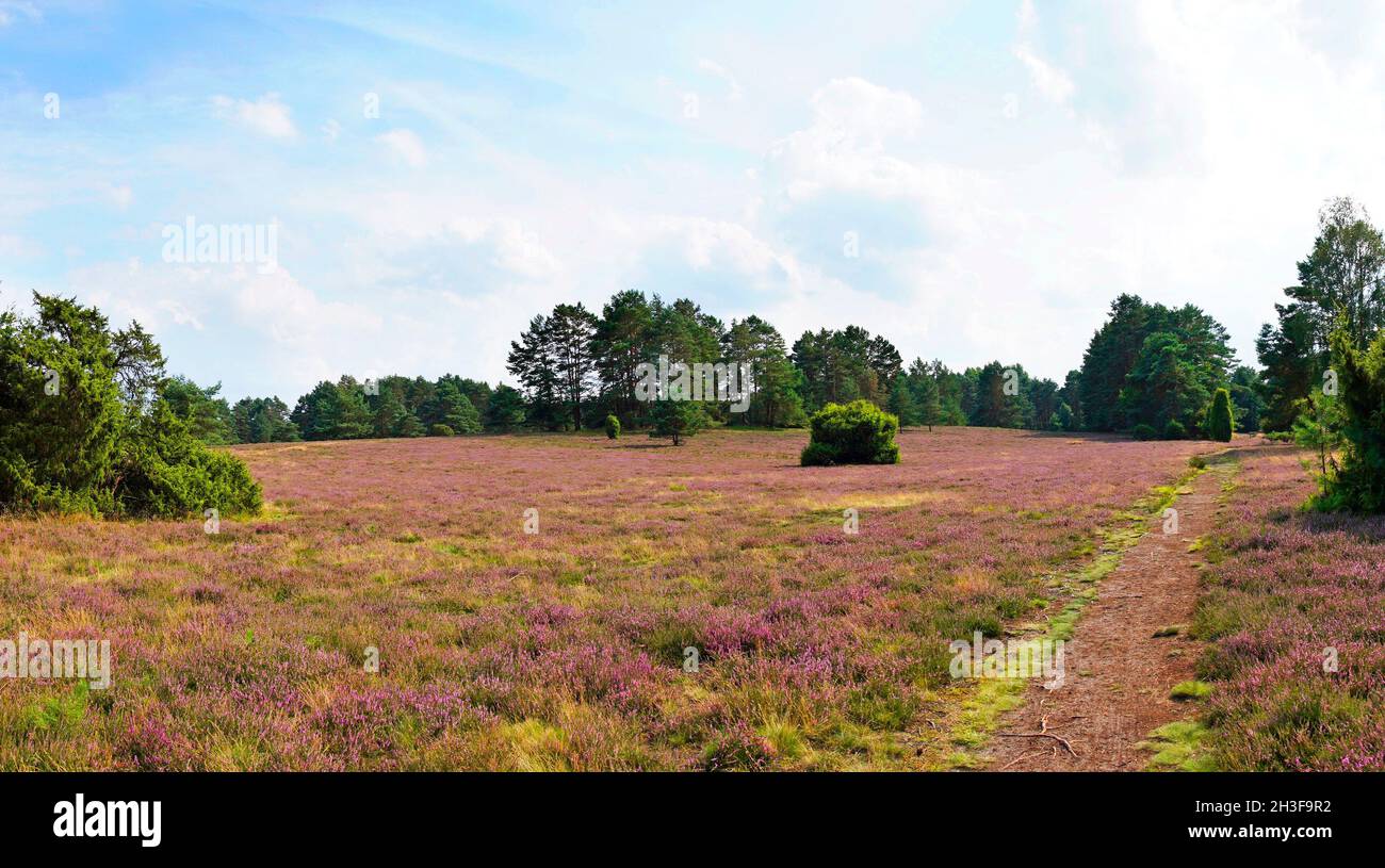 Heathland of the Misselhorn Heath near Hermannsburg. Natural park. Südheide. Landscape with blooming heather plants near the Lüneburg Heath. Stock Photo