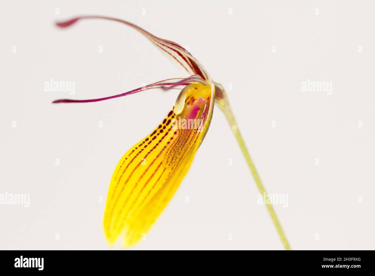 Restrepia orchid (Restrepia striata) Stock Photo