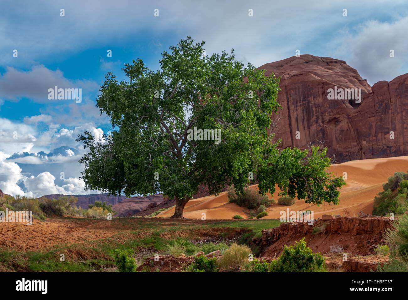 Desert oasis with lush green tree in Monument Valley Utah  Stock Photo
