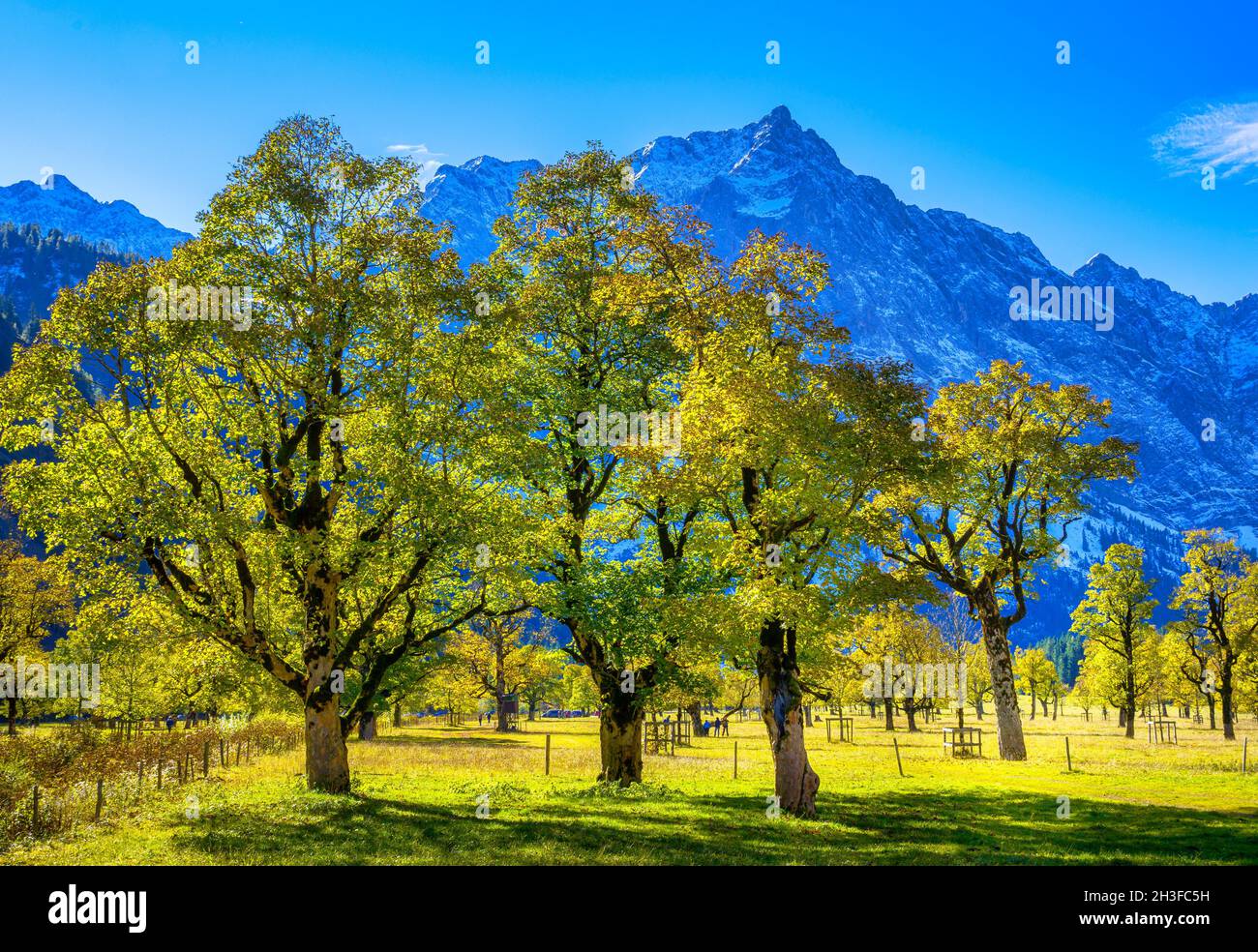 Maple tree with autumn leaves, autumn landscape in Risstal, Grosser Ahornboden, Engalpe, Eng, Karwendel Mountains, Karwendel Alpine Park, Tyrol, Austr Stock Photo