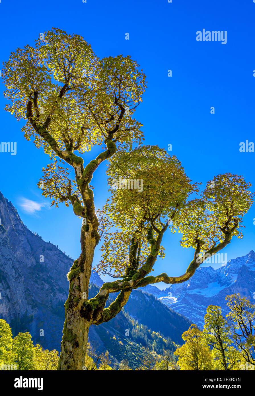 Maple tree with autumn leaves, autumn landscape in Risstal, Grosser Ahornboden, Engalpe, Eng, Karwendel Mountains, Karwendel Alpine Park, Tyrol, Austr Stock Photo
