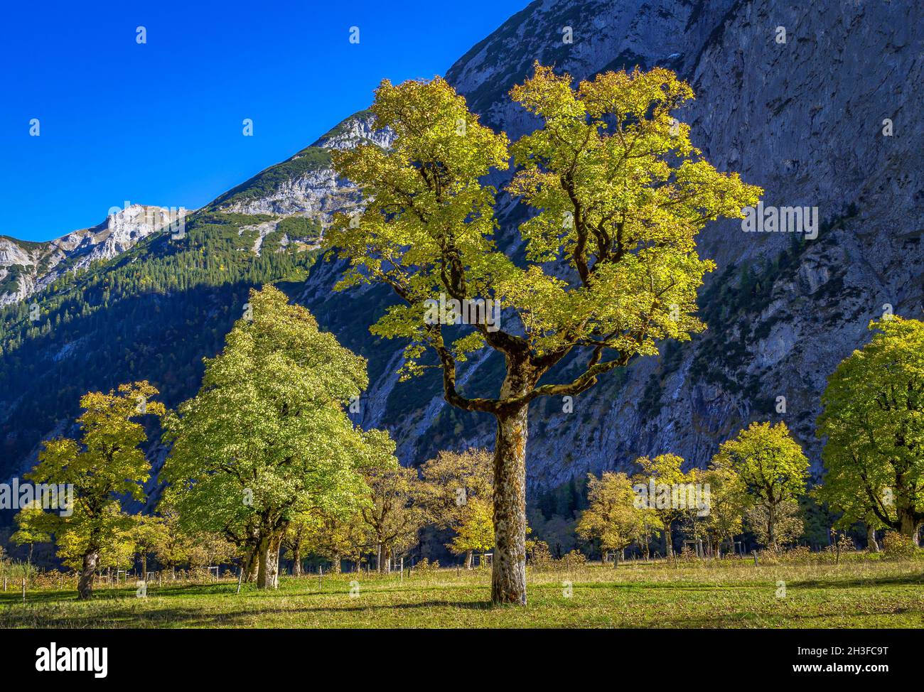 Maple tree with autumn leaves, autumn landscape in Risstal, Grosser Ahornboden, Engalpe, Eng, Karwendel Mountains, Karwendel Alpine Park, Tyrol, Austr Stock Photo