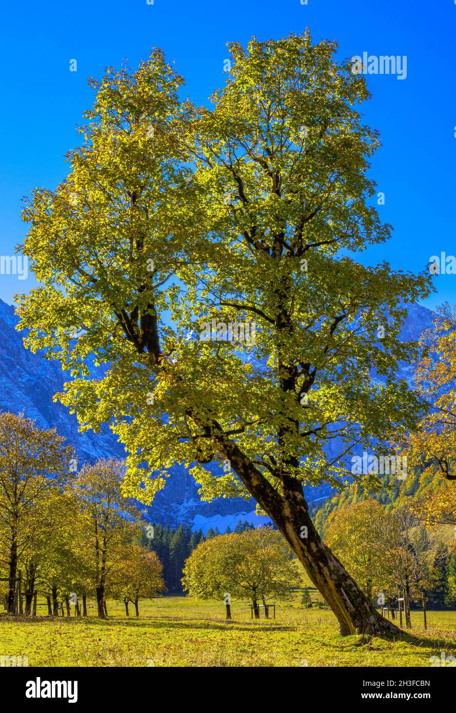 Maple tree with autumn leaves, autumn landscape in Risstal, Grosser Ahornboden, Engalpe, Eng, Karwendel Mountains, Karwendel Alpine Park, Tyrol, Austr Stock Photo
