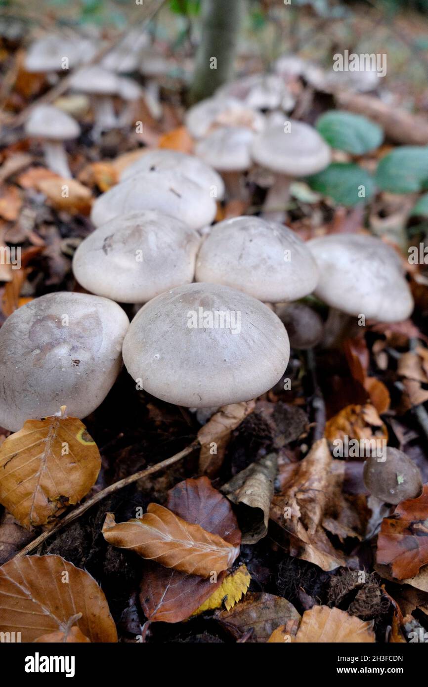 Clouded Agaric (Clitocybe nebularis) mushrooms, United Kingdom. Stock Photo
