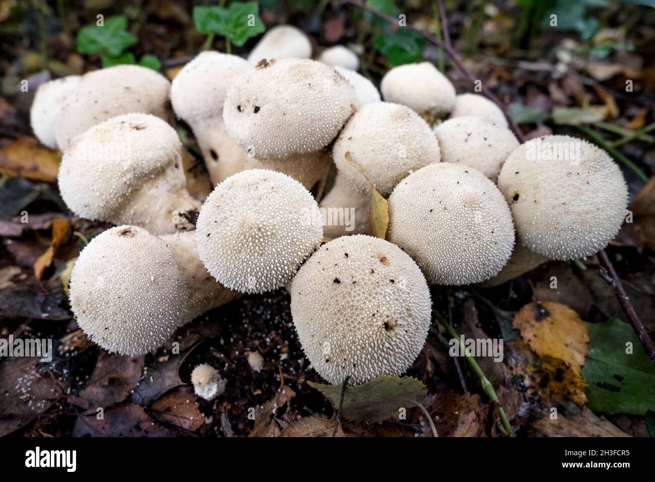 Common Puffball (Lycoperdon perlatum) mushrooms, UK. Stock Photo