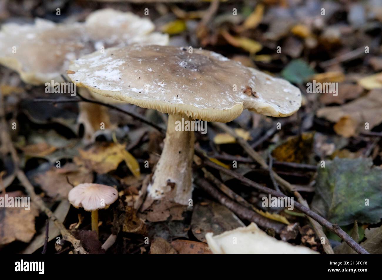 Clouded Agaric (Clitocybe nebularis) mushroom, United Kingdom. Stock Photo