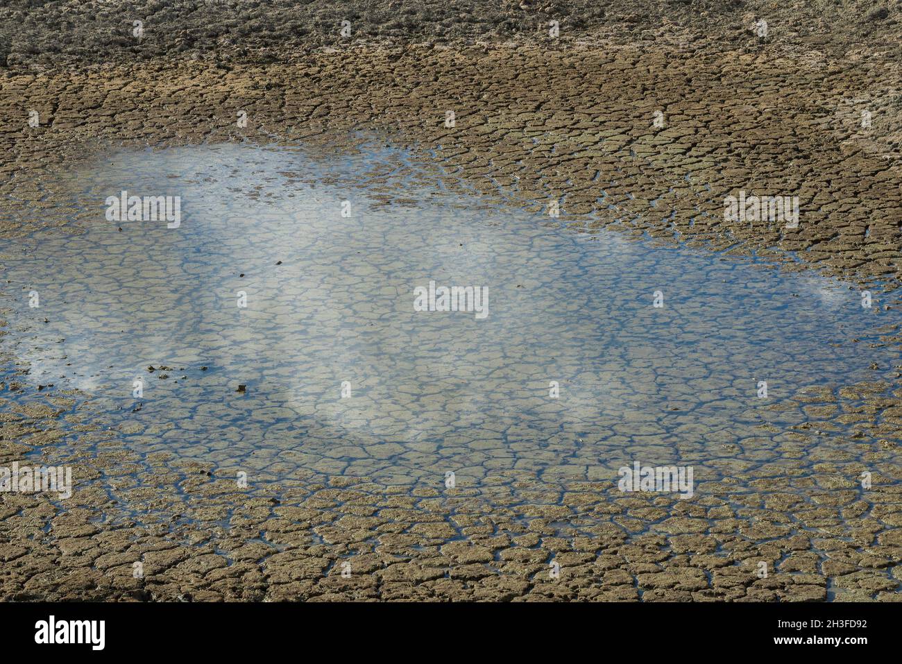 Drying pond close-up Stock Photo