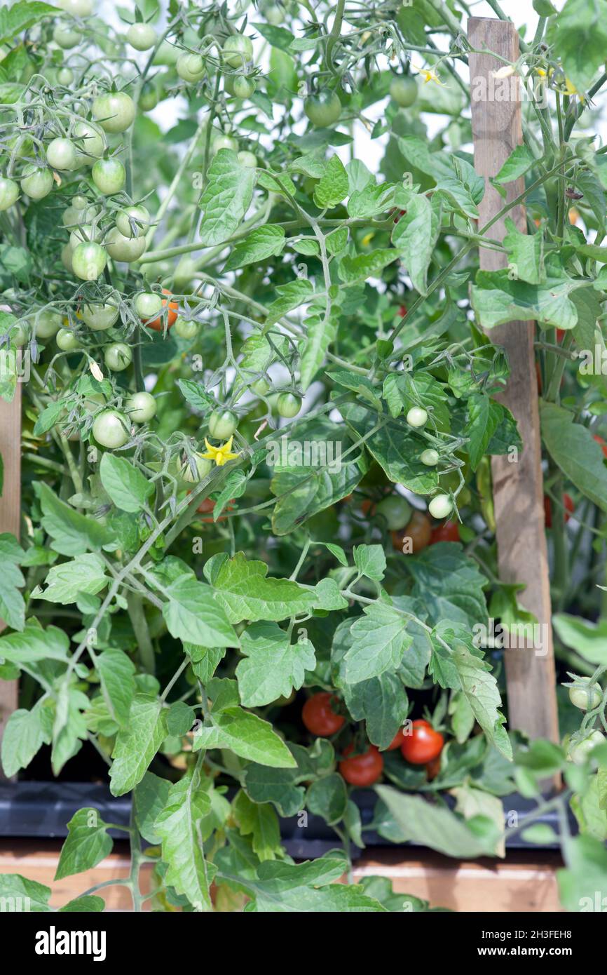 growing cherry tomatoes on a balcony or in the teracce Stock Photo