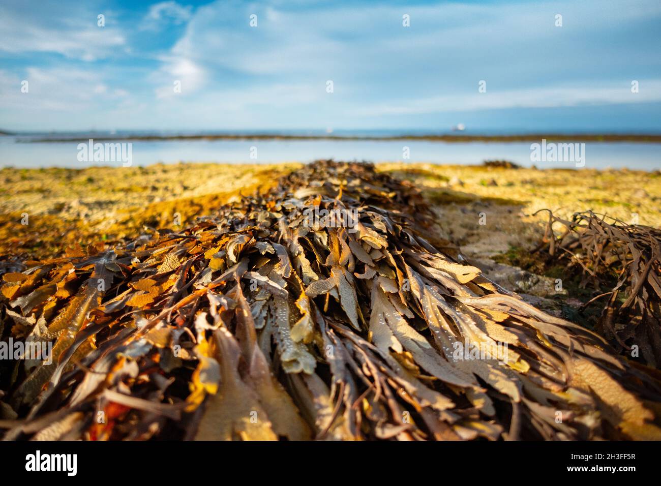 Close up, macro, small scale coastal landscape with serrated wrack seaweed at Bembridge, Isle of Wight, UK Stock Photo