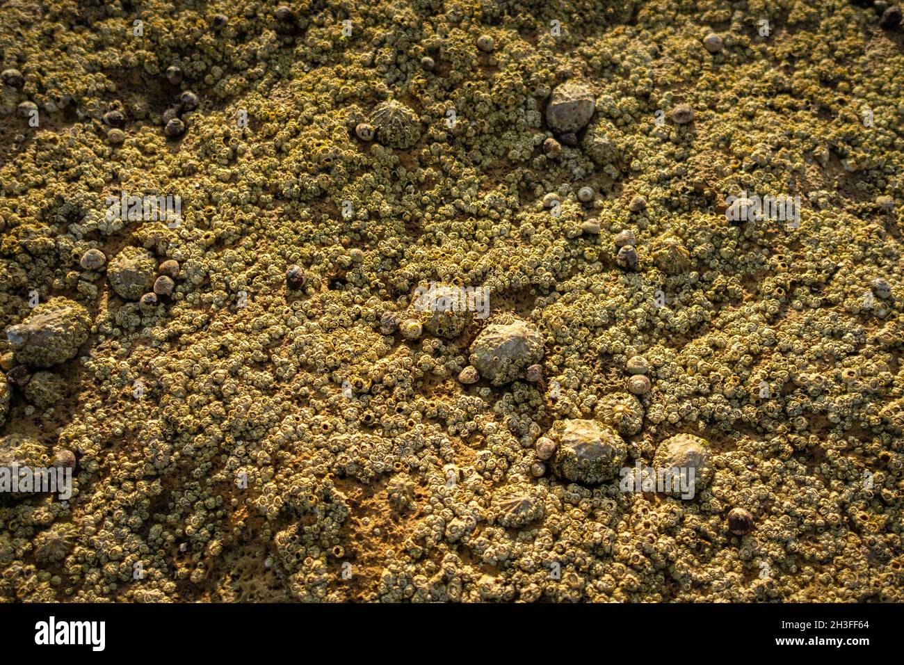 Close up, macro, small scale coastal landscape with limpets and barnacles at Bembridge, Isle of Wight, UK Stock Photo