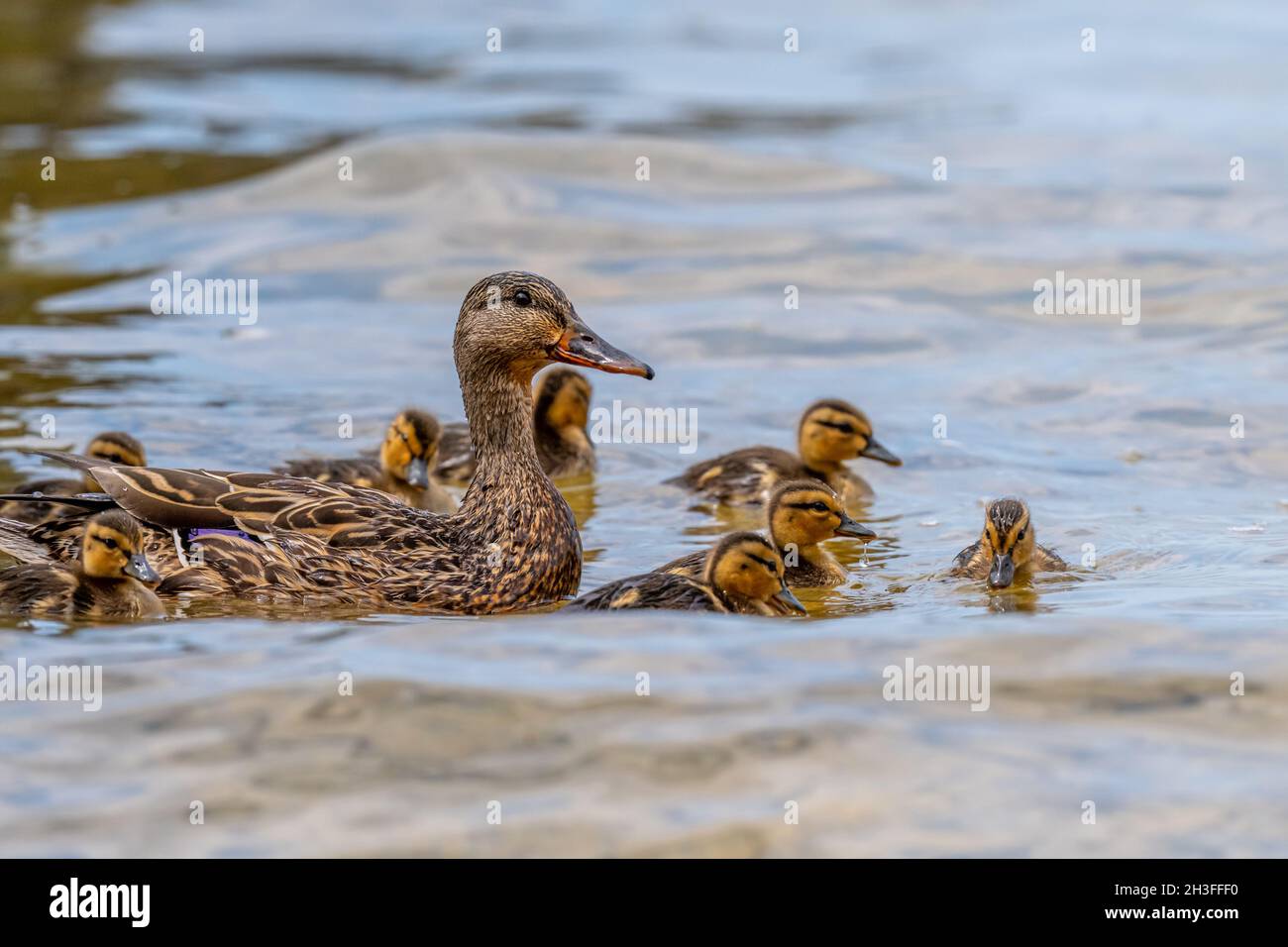 A female Mallard duck (anas platyrhyncho) and her chicks swimming in a Michigan Lake, USA. Stock Photo