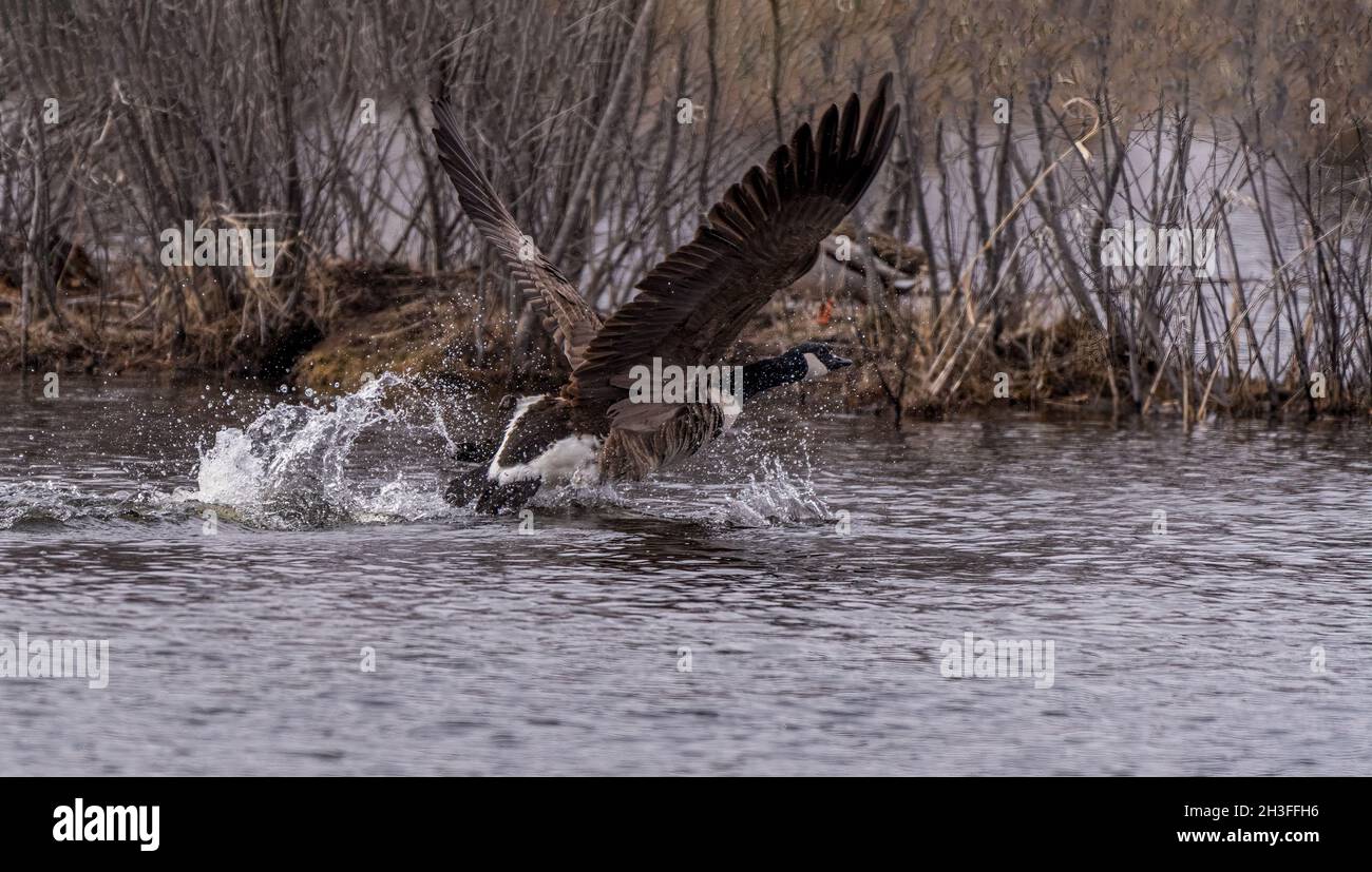 A Canada Goose (Branta canadensis) taking off from the water in Michigan, USA. Stock Photo