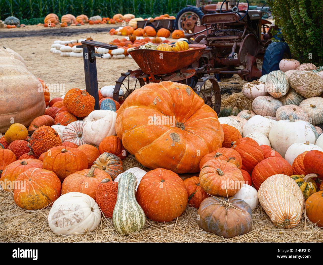 Seasonal autumn joy with a selection of multicolored  and oddly shaped pumpkins Stock Photo