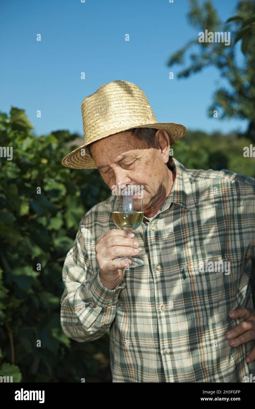 Senior vintner testing wine Stock Photo