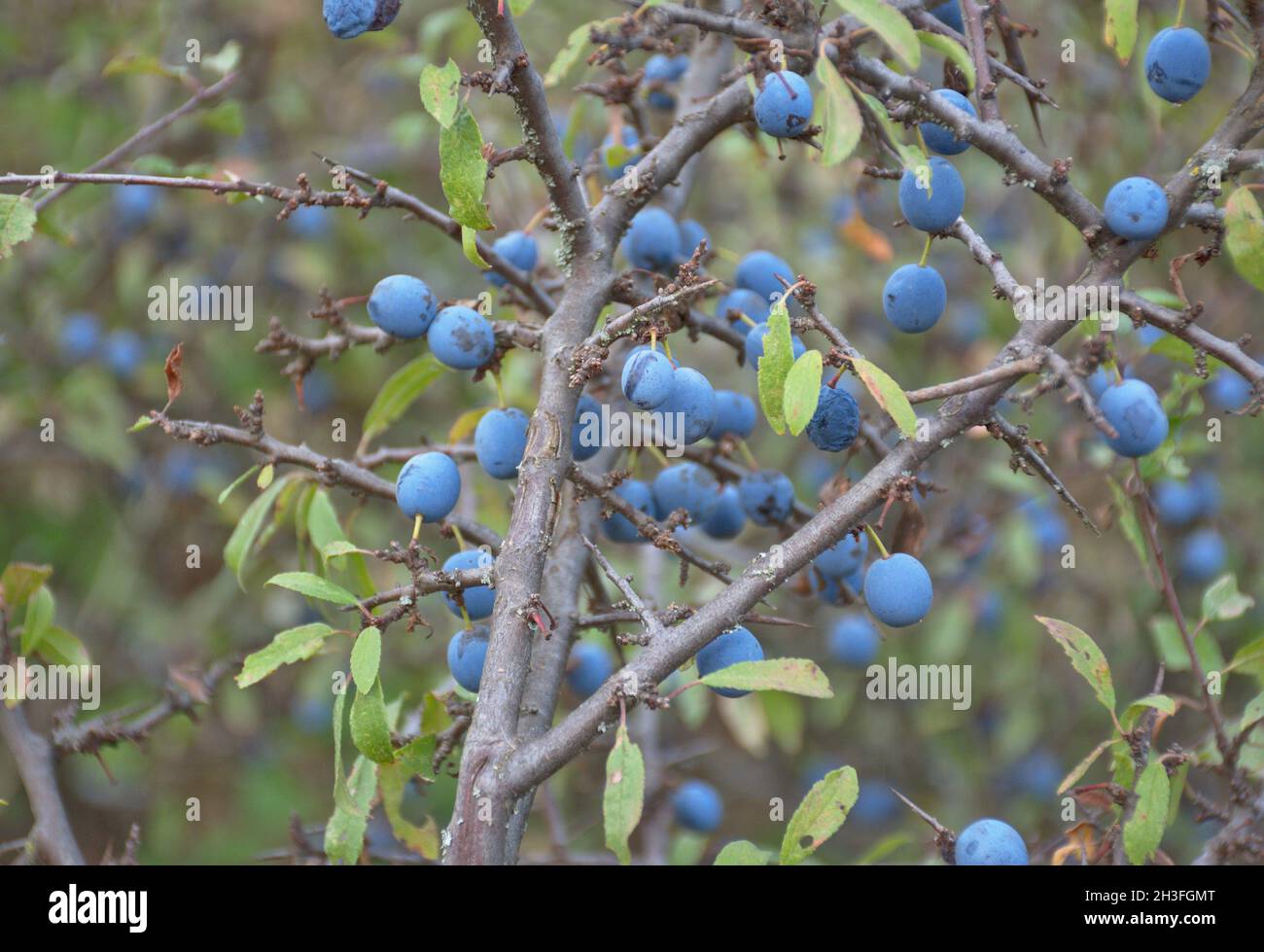 Blackthorn Prunus spinosa with ripe fruit in late summer. Rosaceae family shrub, known for the liquor made with its fruits. La Rioja, Spain. Stock Photo