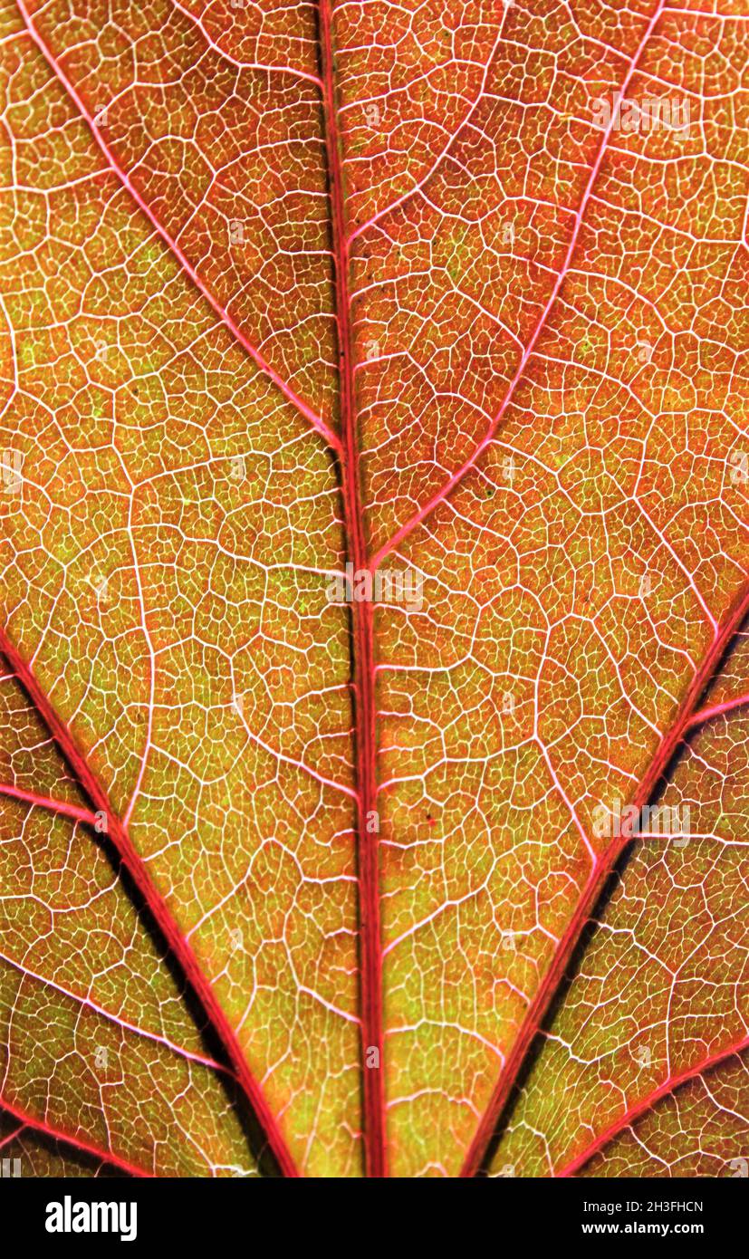 close up of vine leaf with translucent veins in autumn Stock Photo