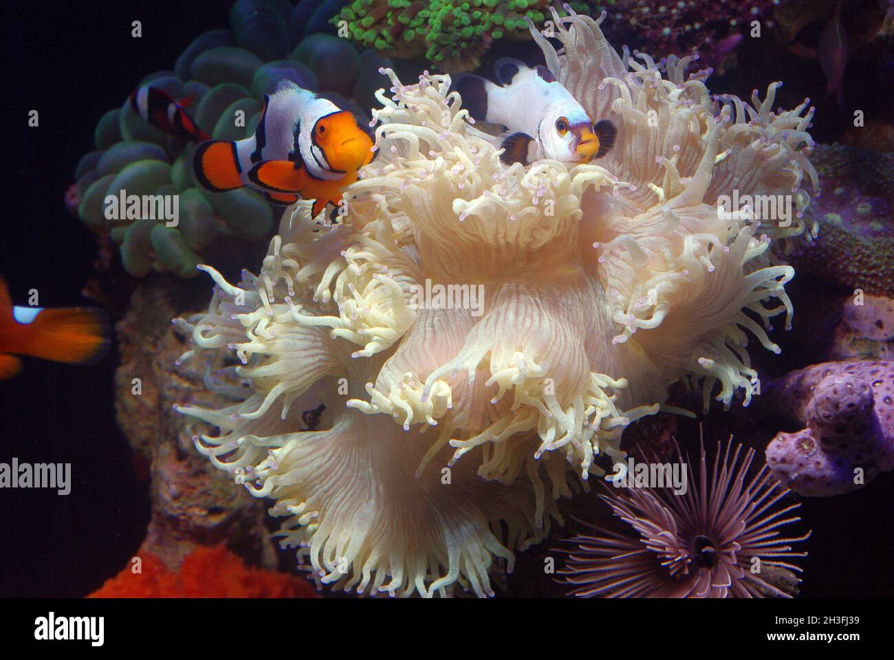 Picasso False clown anemonefis (Amphiprion ocellaris var.) with giant anemones (Heteractis sp.) Stock Photo