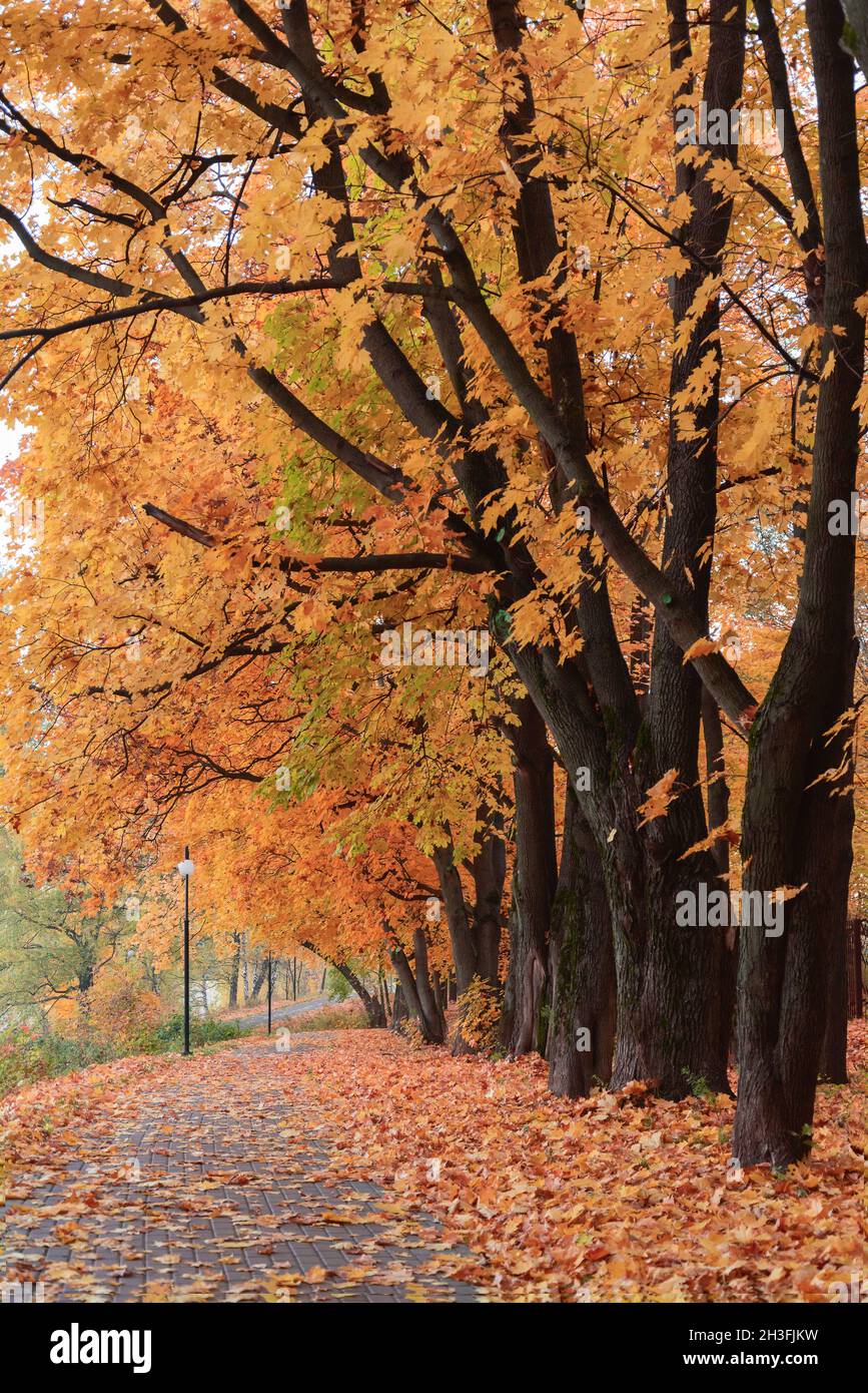Oak alley in autumn hi-res stock photography and images - Alamy
