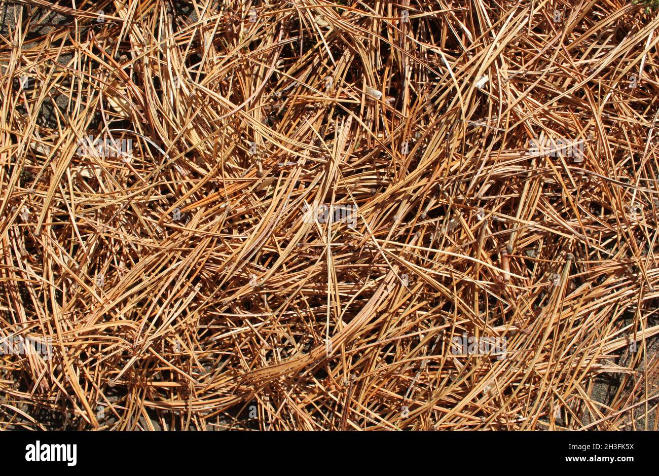 the fallen brown needles of a pine tree spread on the ground Stock