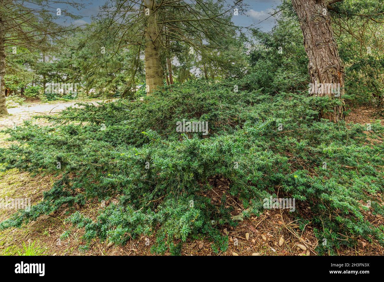 Close up of a Japanese yew or Spreading yew, Taxus cuspidata, an  wide spreading evergreen tree or shrub with lance-shaped leaves Stock Photo