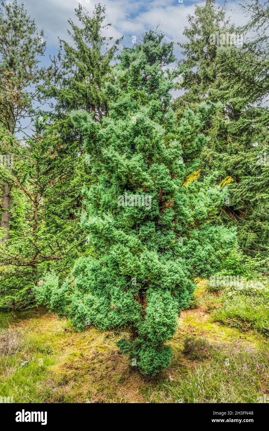 Close up of Sawara cypress, Chamaecyparis pisifera Plumosa Aurea, a slow growing conifer with loose habit and blue green leaves Stock Photo