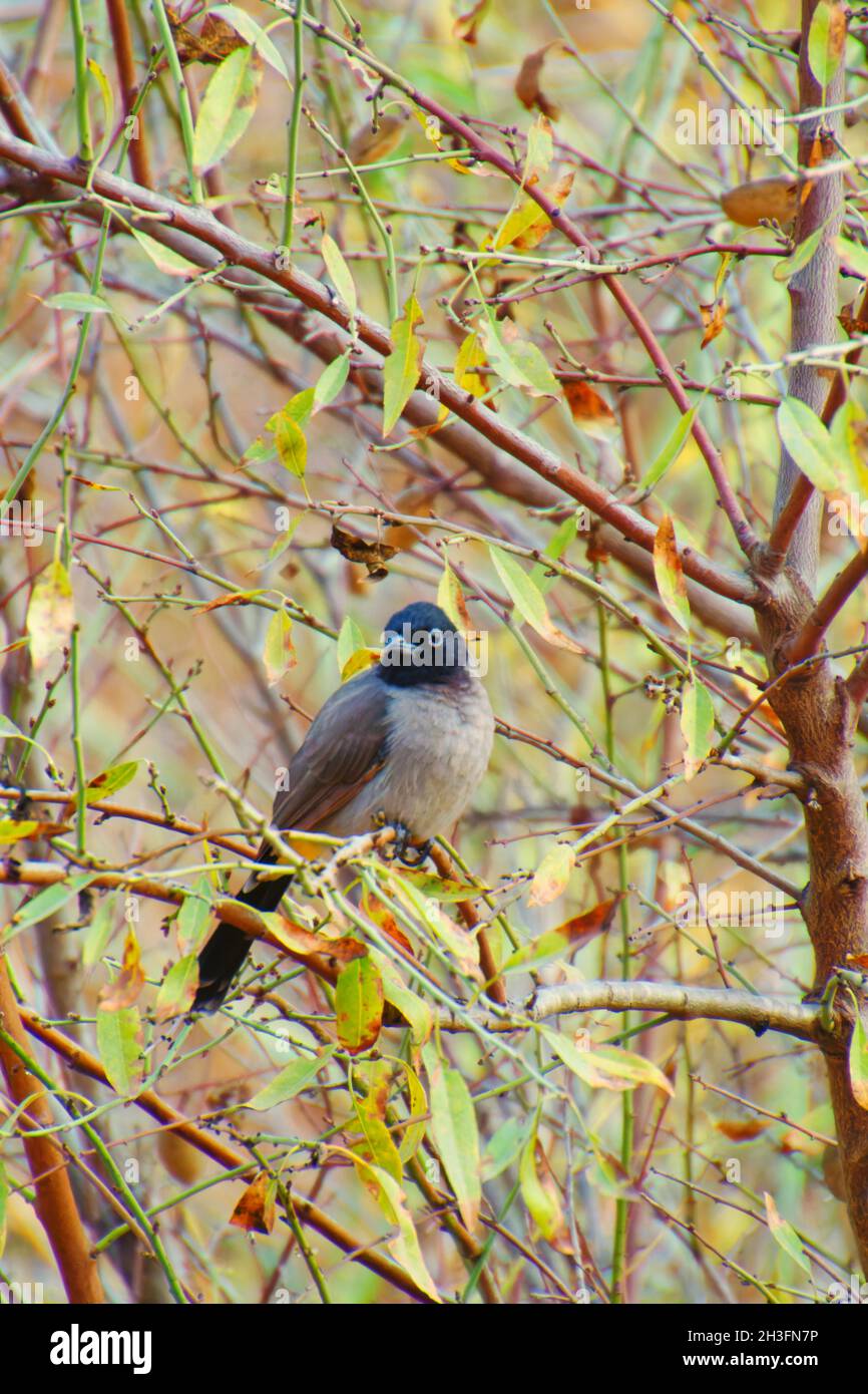 A Black-crested Bulbul on branch in nature Stock Photo