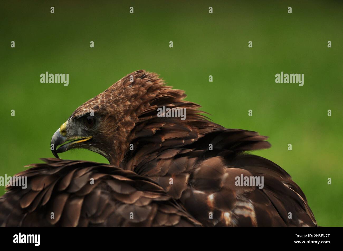 Eagle Portrait Fearsome Bird Hunter Brown Yellow Beak Close Up Stock Photo  - Download Image Now - iStock