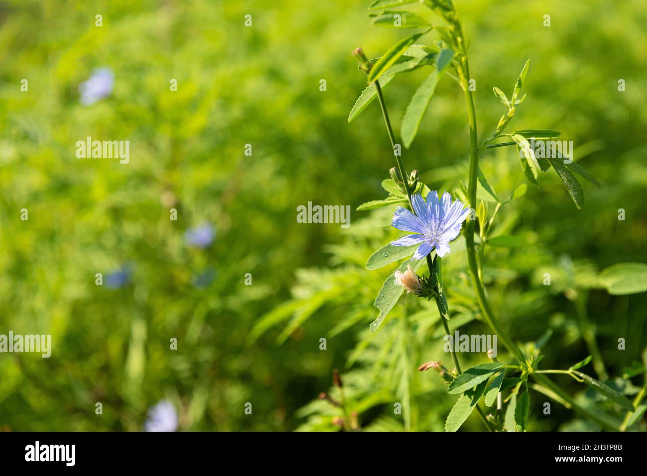 Blue cichorium flower on stem surrounded by lush green vegetation. This wildflower is used for alternative coffee drink. Summer season. Unfocused vari Stock Photo