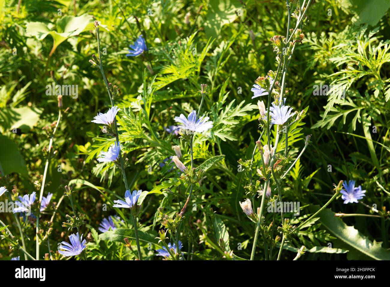 Large group of blooming stems of cichorium plants with blue flowers in natural habitat. This wildflower is used for alternative coffee drink. Summer s Stock Photo