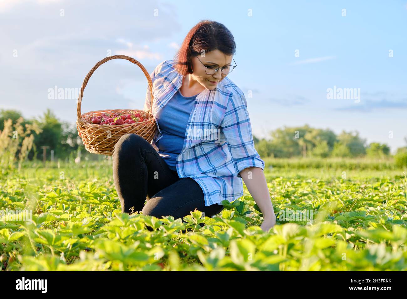 Farm field with strawberries, woman picking berries with a basket Stock ...