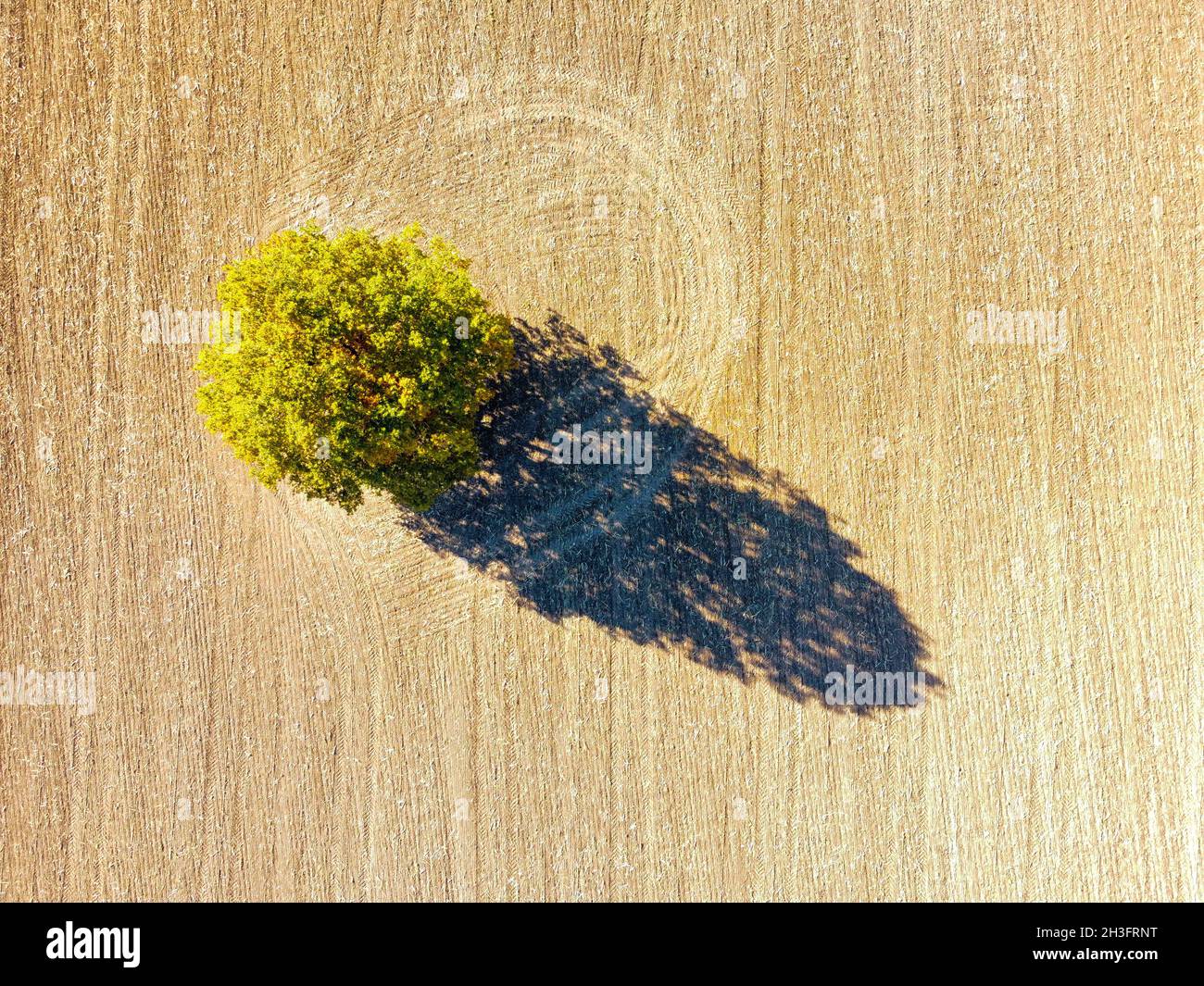 Aerial sunset view green tree hi-res stock photography and images - Alamy