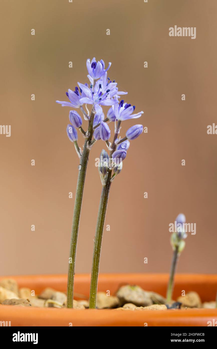 Hyacinthoides ciliolata also known as Hyacinthoides  lingulata var. ciliolata and Scilla ciliolata from North Africa. Family  Hyacinthaceae Stock Photo