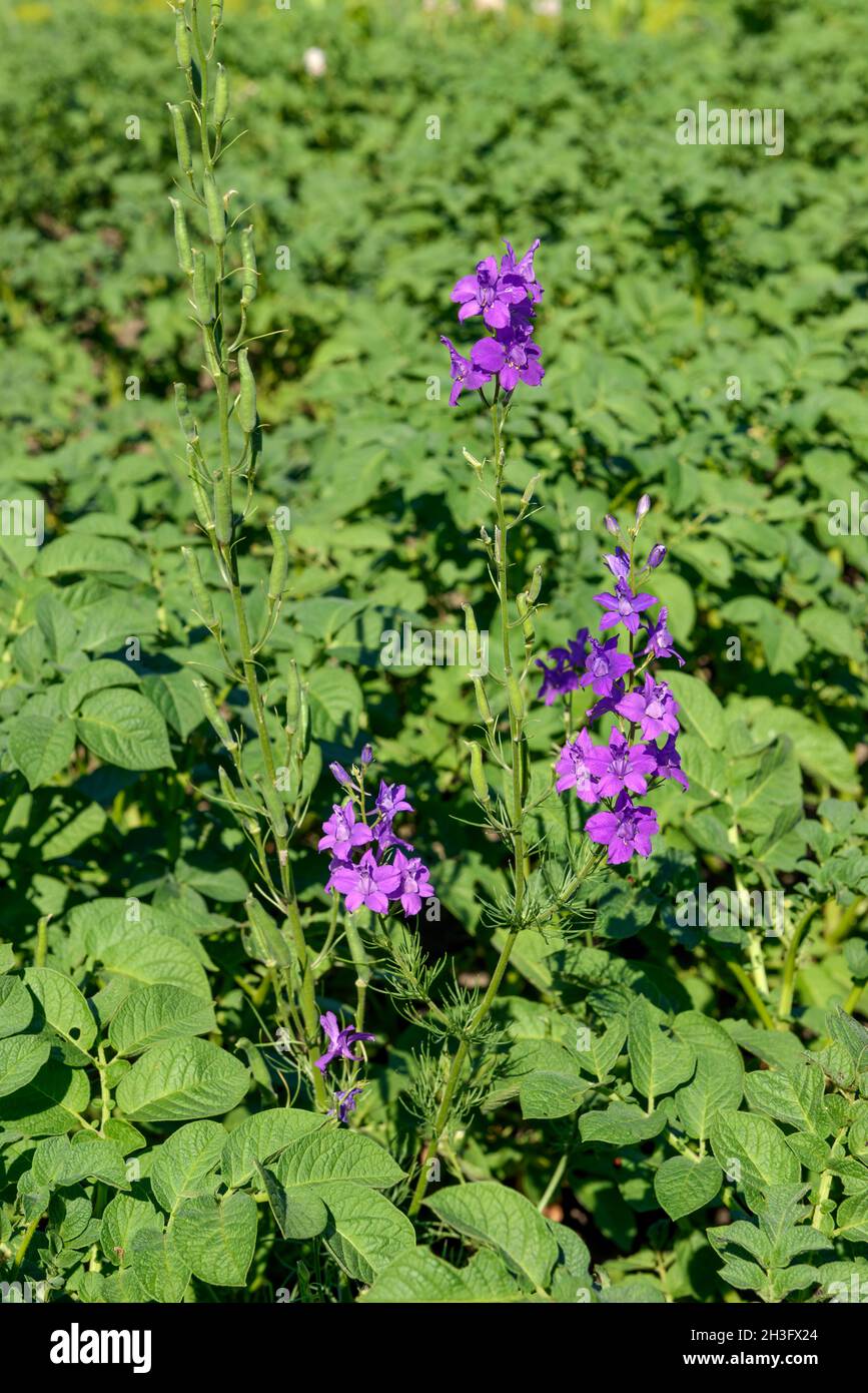 Close-up bright purple flowers of Consolida (or Delphinium) ajacis plant on bright green background of potato tops leaves. Stock Photo