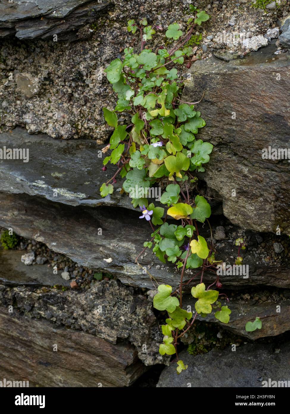 Ivy-leaved Toadflax with small flowers growing between rocks. Stock Photo