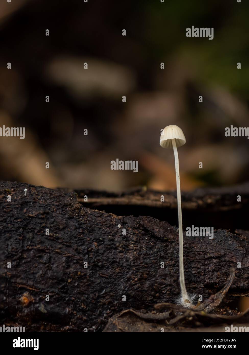 One very small Bonnet or Mycena species fungus, with two even tinier mushrooms to the left, on the log. Stock Photo