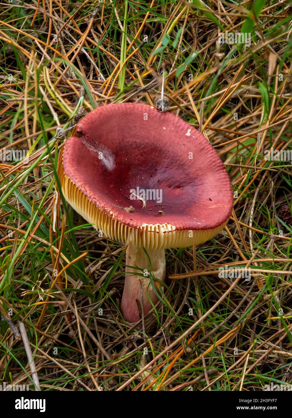 Unknown Russula species fungus in Newborough Forest on the Isle of Anglesey. Stock Photo