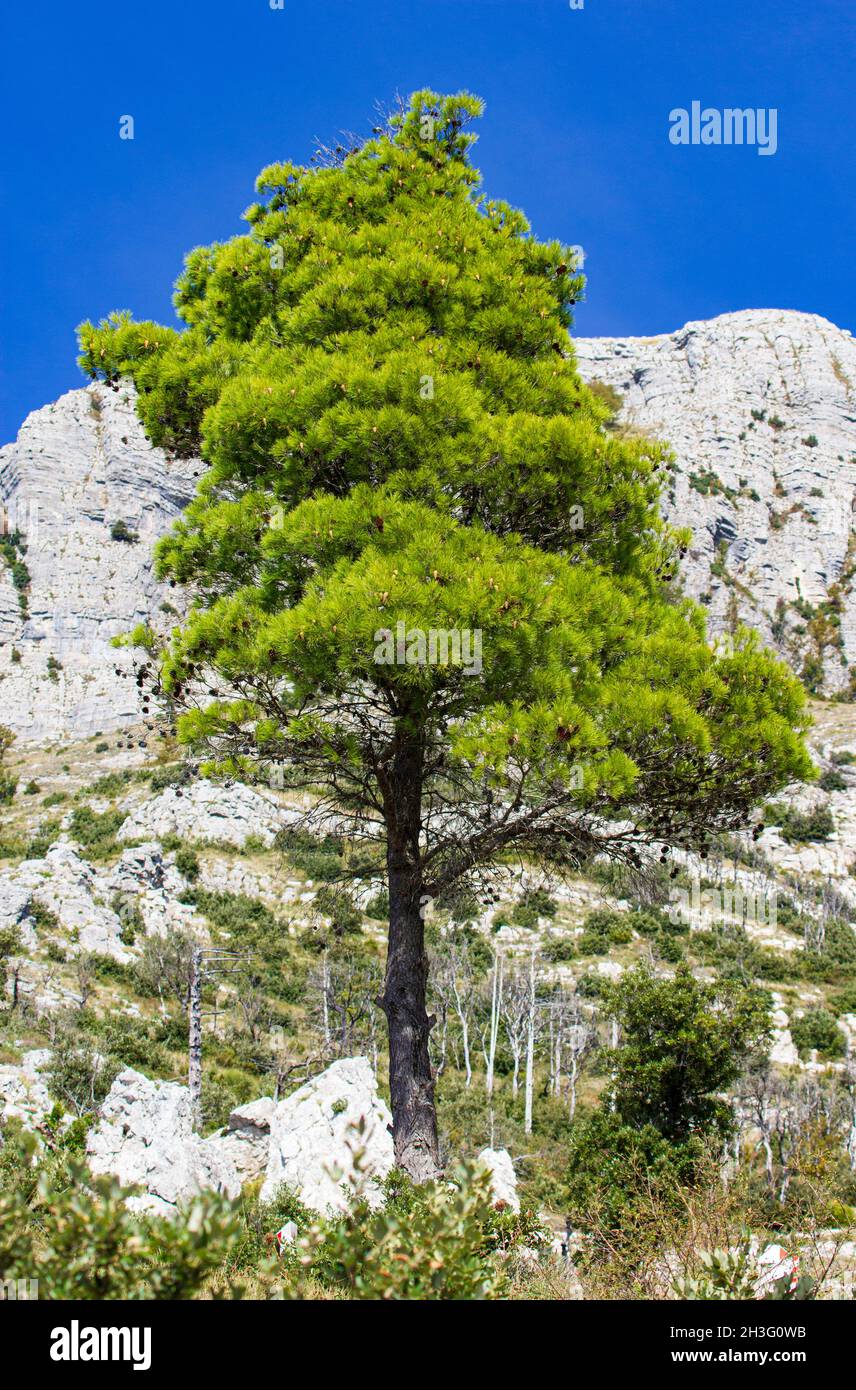 Aleppo pine Pinus halepensis Sentiero degli Dei Amalfi Coast Italy Stock Photo