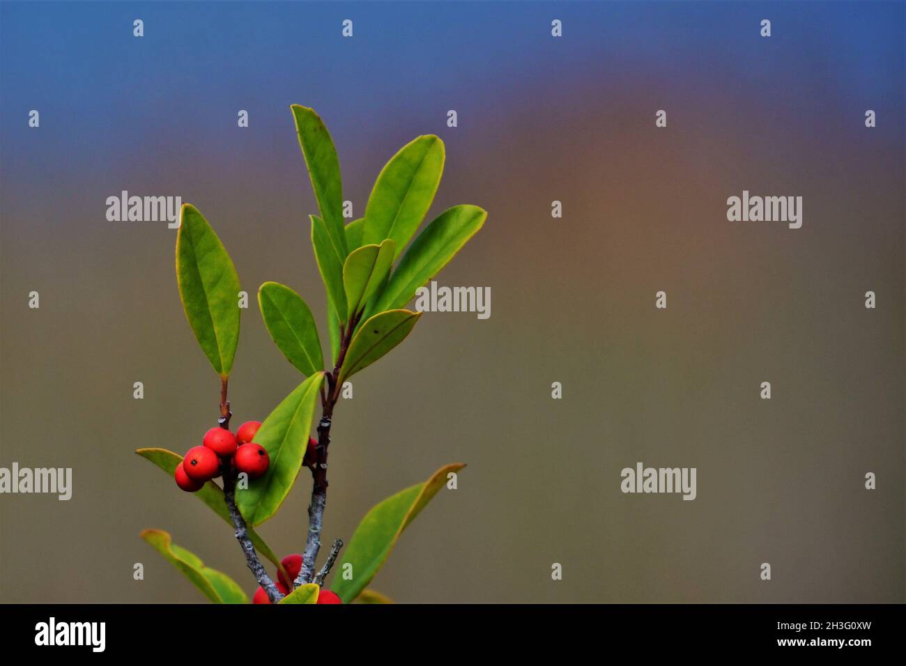 Coca Plant With Berries Hi res Stock Photography And Images Alamy Coca Plant With Berries Hi res Stock Photography And Images Alamy