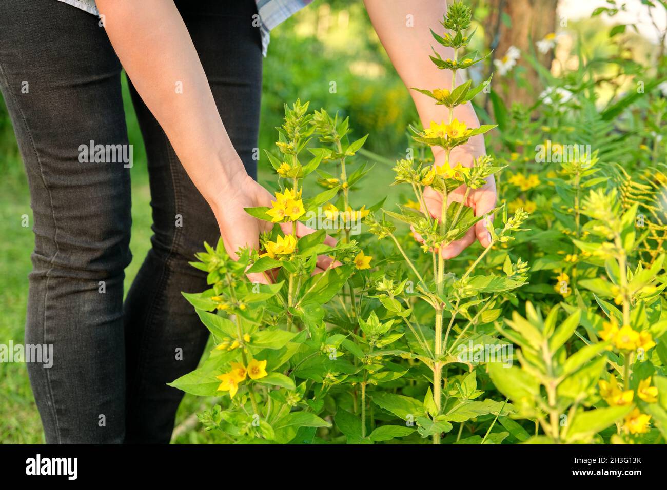 Close-up of woman's hands touching blooming bush of yellow loosestrife Stock Photo