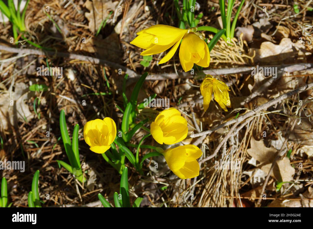 Autumn flowering of Sternbergia Lutea with yellow flowers similar to crocus Stock Photo